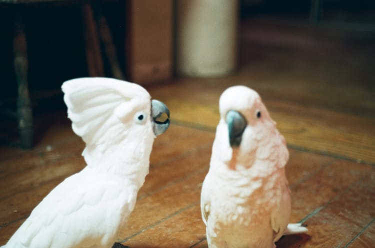 Film photography by Greg Johns